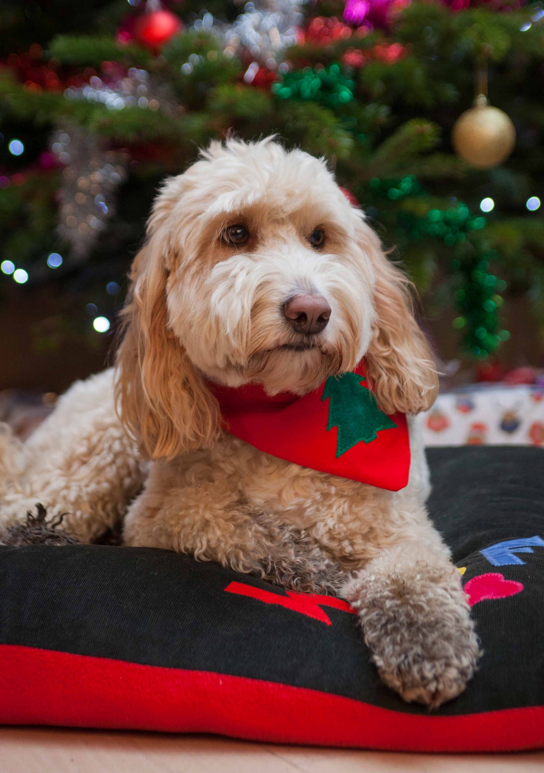 Christmas Gifts for Dogs handmade in the UK by Creature Clothes